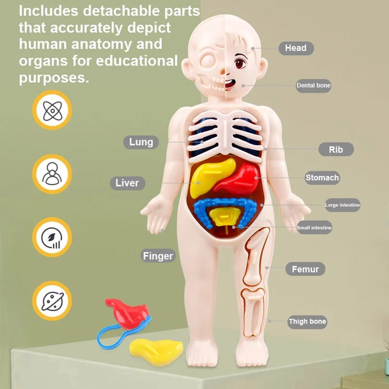 Human Body Anatomy 3D Puzzle - Education Learning