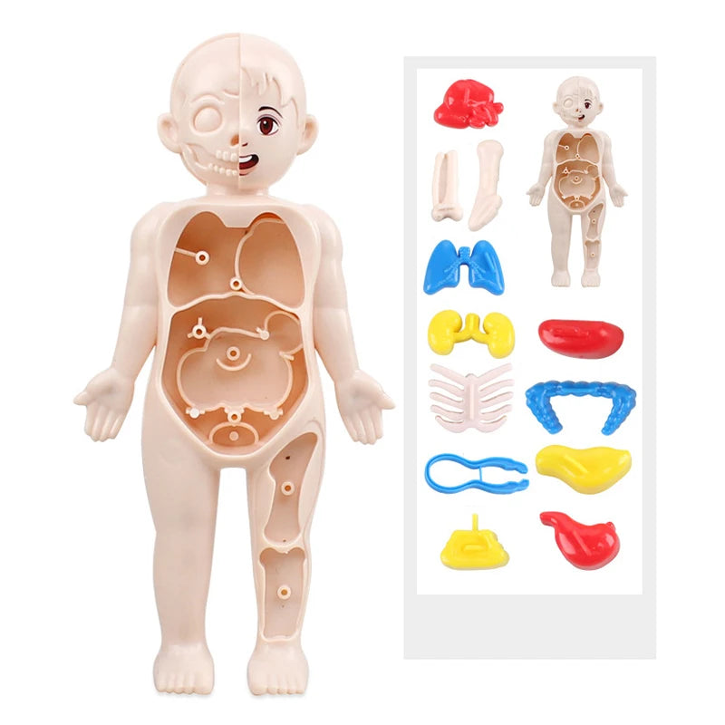 Human Body Anatomy 3D Puzzle - Education Learning