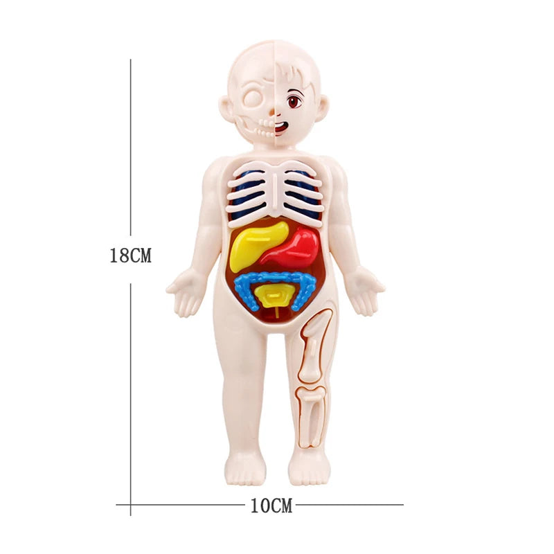 Human Body Anatomy 3D Puzzle - Education Learning