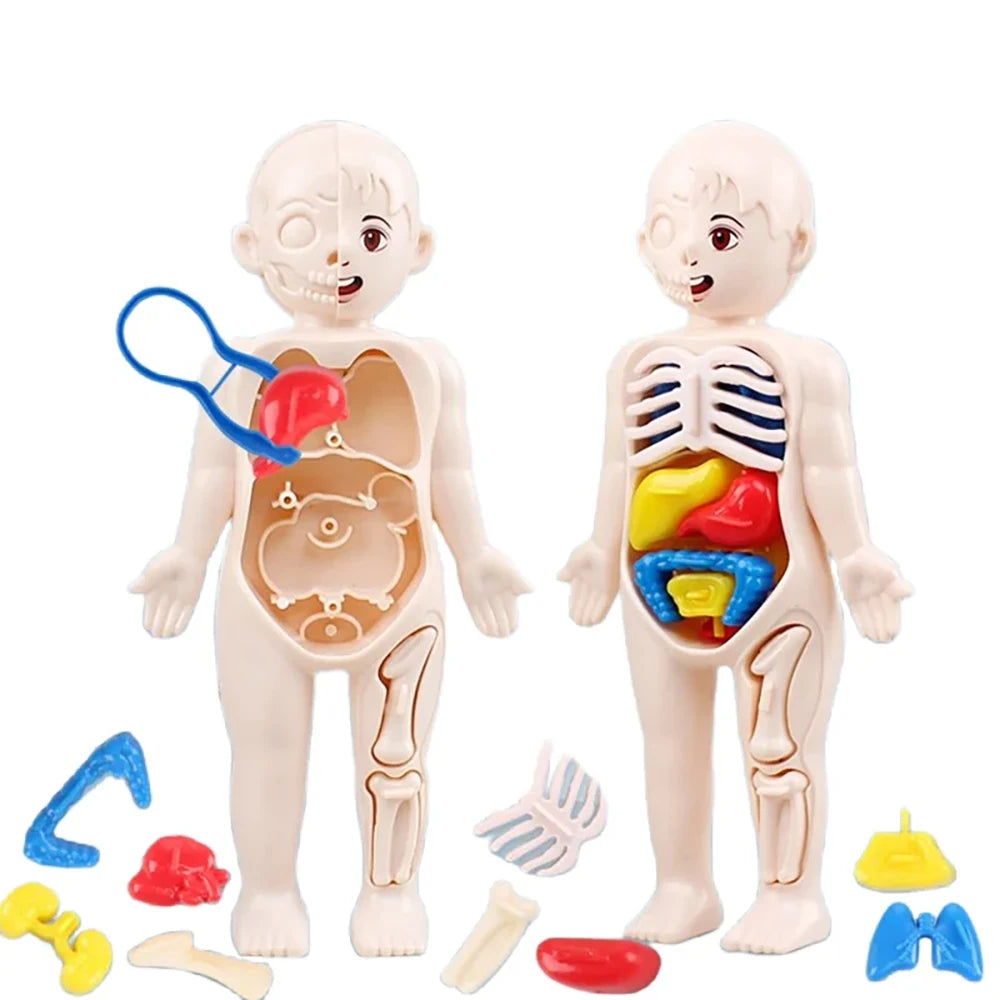 Human Body Anatomy 3D Puzzle - Education Learning