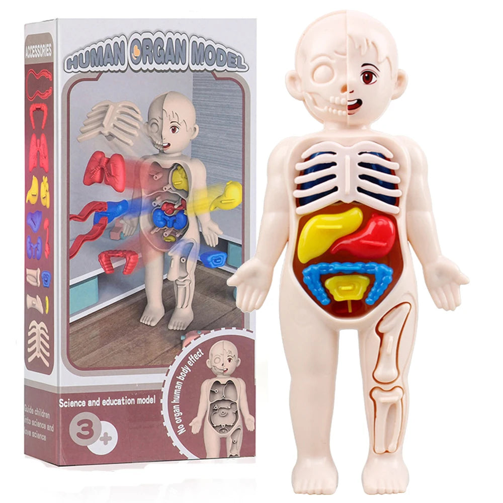 Human Body Anatomy 3D Puzzle - Education Learning