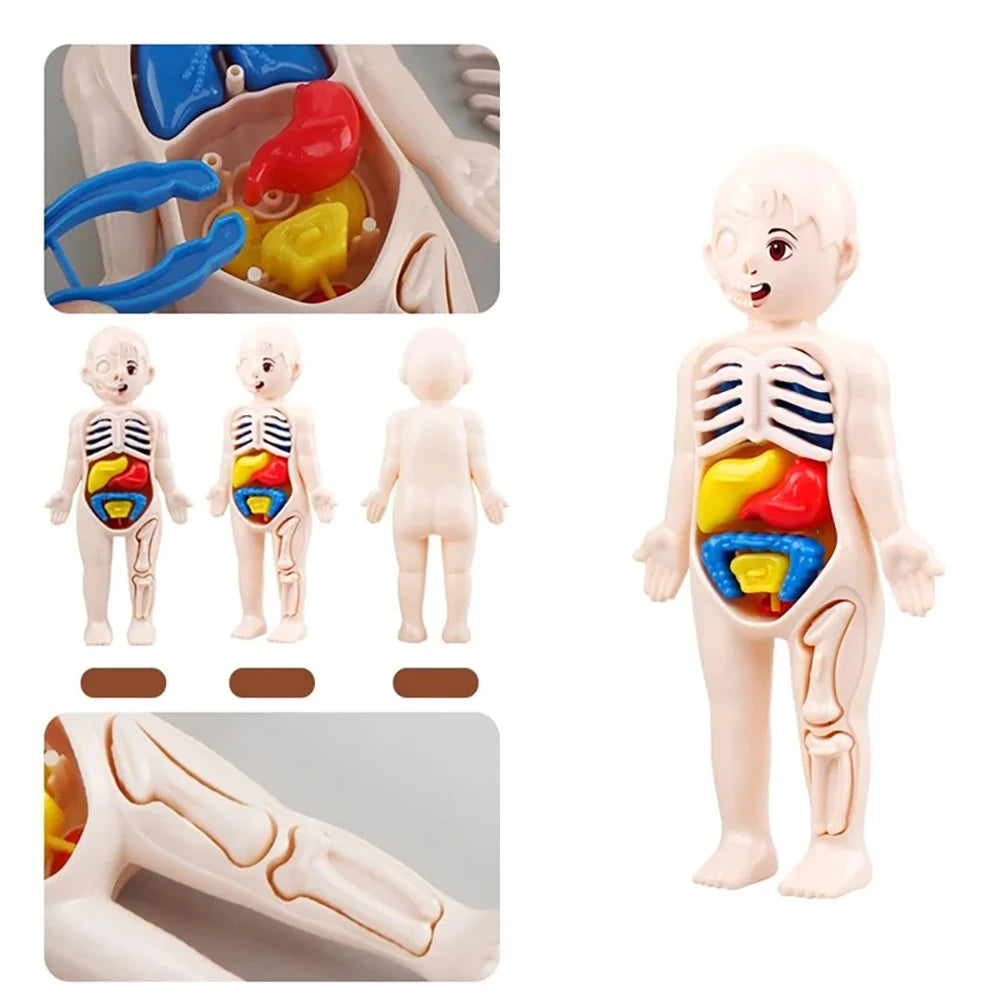Human Body Anatomy 3D Puzzle - Education Learning