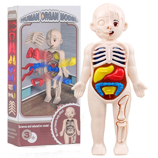 Human Body Anatomy 3D Puzzle - Education Learning